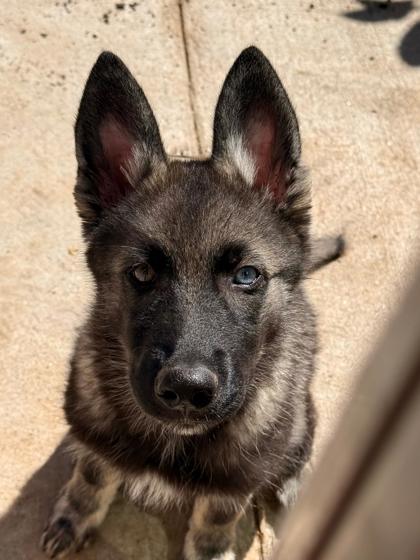 Wolfy Vaughn Osborne