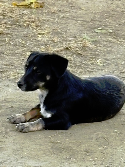 Chucho