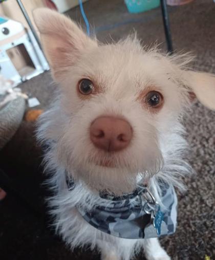 Toki Wartooth