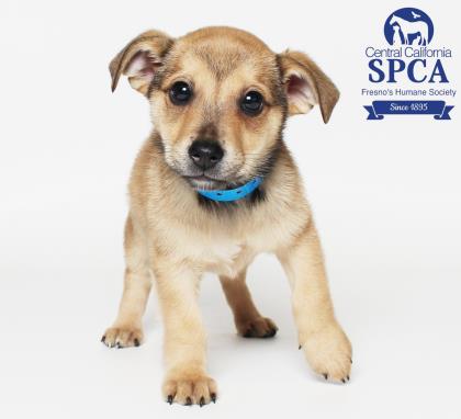 Scrappy Doo