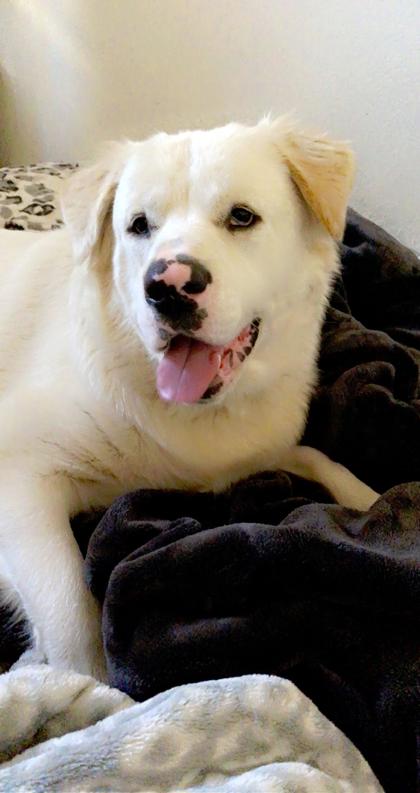 Brutus