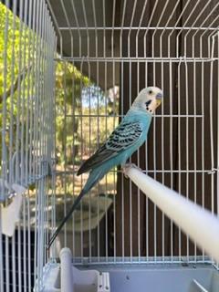 Berdie