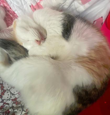 Clementine