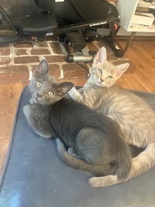 Kitten 3