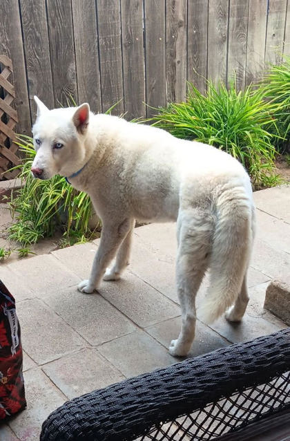 Duke