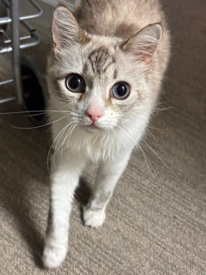Flora Bella