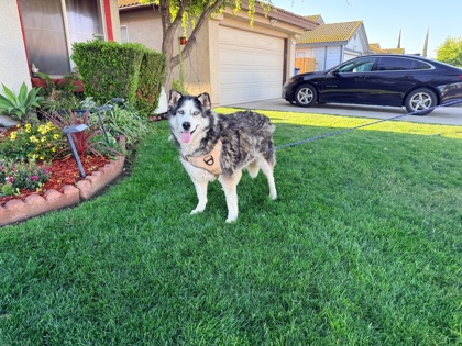 Maya