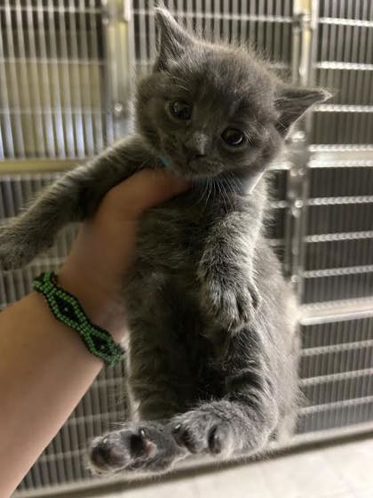Yoda