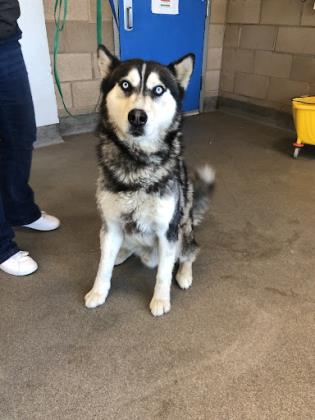 Adopt a Dog - Central California SPCA, Fresno, CA