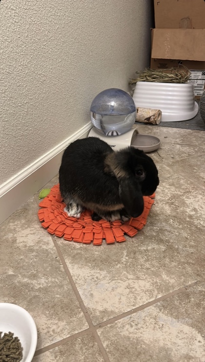 Taquito