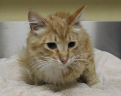 Garfield