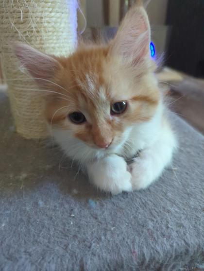 Fred