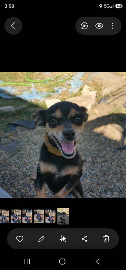 Chiwee
