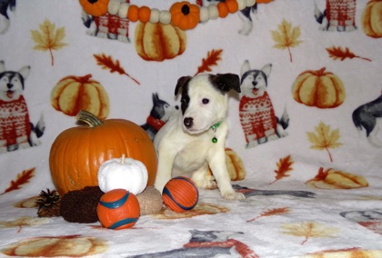 Snoopy