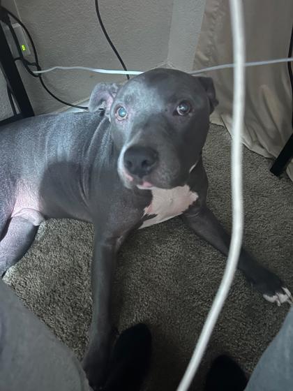 Samson