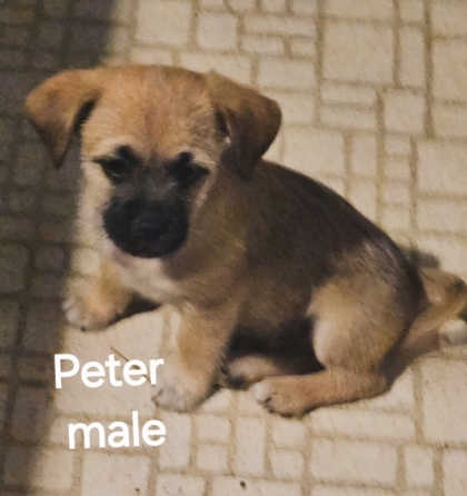 Peter