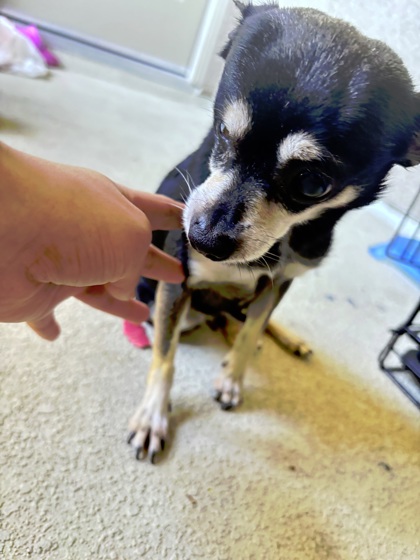 Buddy