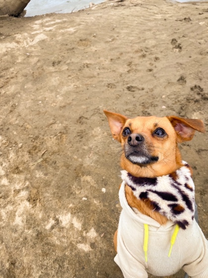 Chiquita