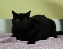 Salem