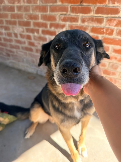 Good Boy