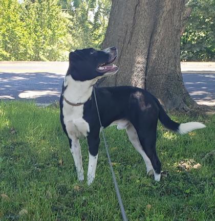 Lt Oreo (Cookies'n Cream