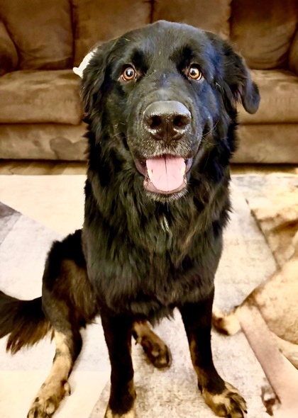 Otis