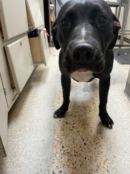 Zeus