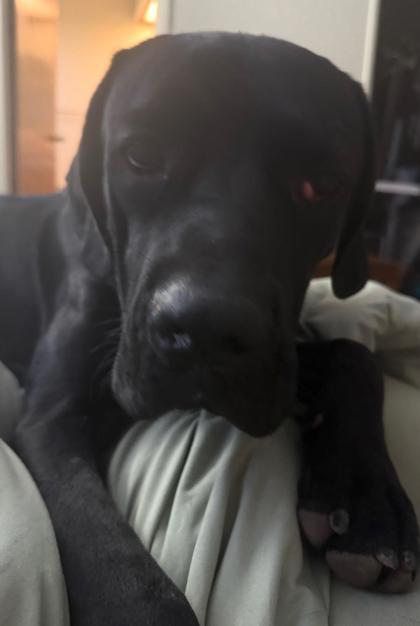Zeus