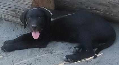 Gunner