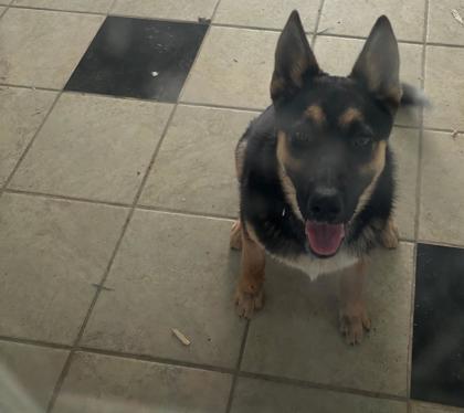 Santi/or shadow(on papers)