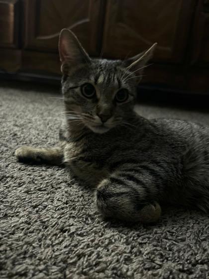 Nala