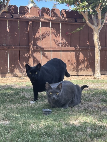 RuffNutt & TuffNut