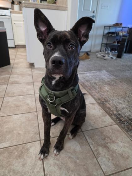 Hazel