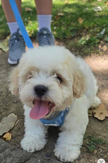 Biscuit