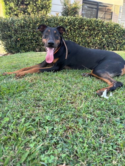 Grayson