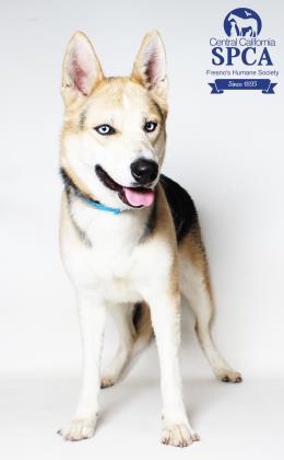 Kuma