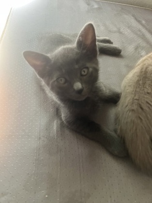 Kitten 1