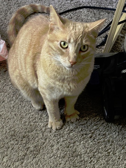 Ojic (Orange Juice In Cup)