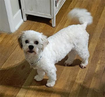 Cooper