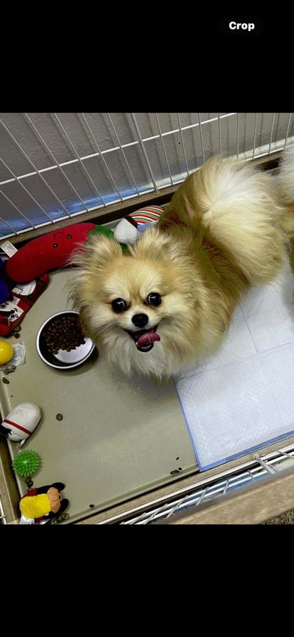 Coco
