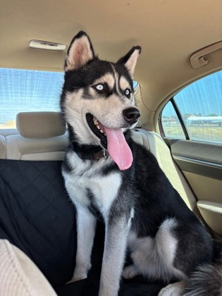 Kovu