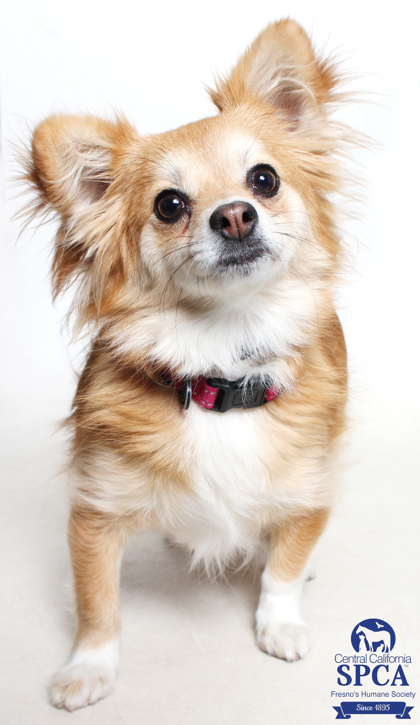 Dolly