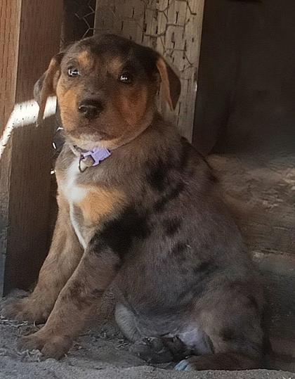 Violet