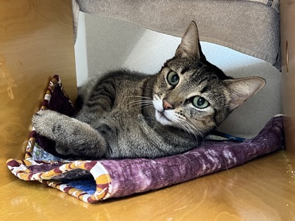 Photo of Miso