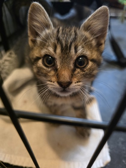 Photo of Emmy