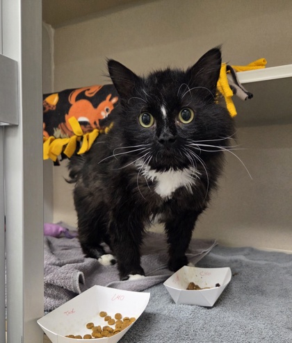 Photo of Tux