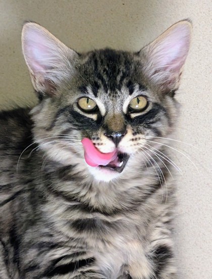 Photo of Peanut
