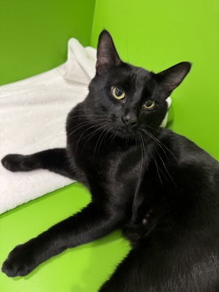Photo of Midnight