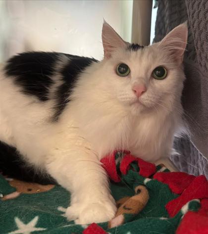 Photo of Zelda