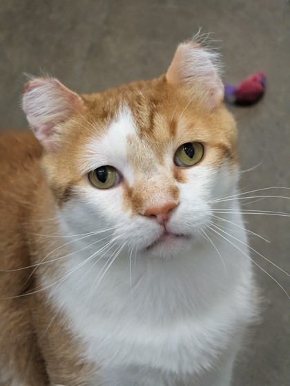 Photo of Pickles